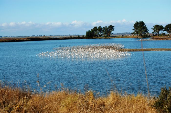 art-classes-on-blue-lake-birds